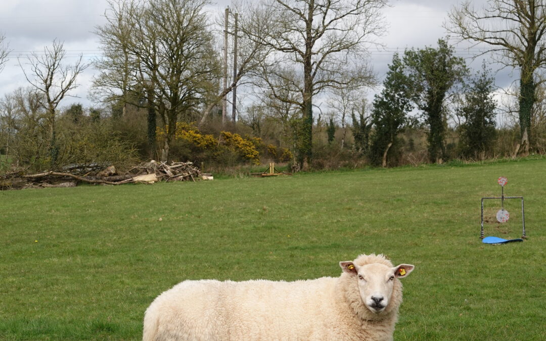 Longford by Isabella Lenarduzzi