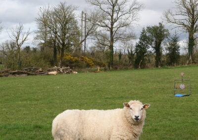 Longford by Isabella Lenarduzzi